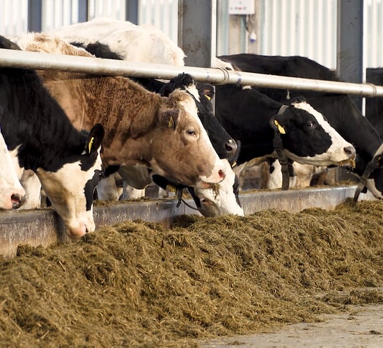 Post-calving trace mineral deficiency: How can a subclinical deficiency occur?