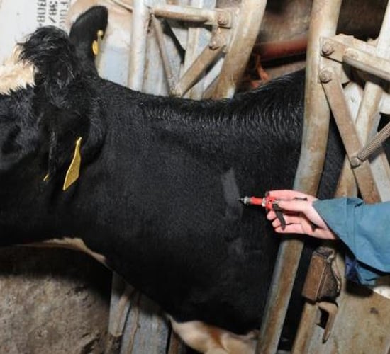 New TB Eradication Strategy: What farmers need to know