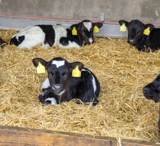 'The beginning is everything': Give your calves the start they need
