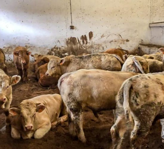 [Updated] The Algerian live cattle market: Where does Ireland fit in?
