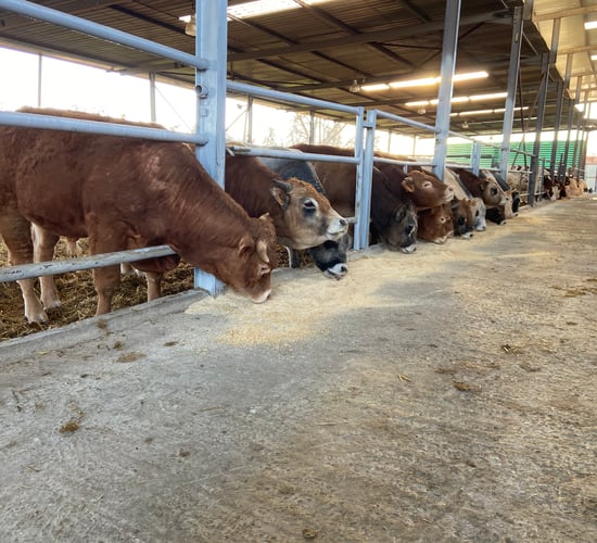 New health certificate agreed for Irish slaughter weight cattle to Algeria
