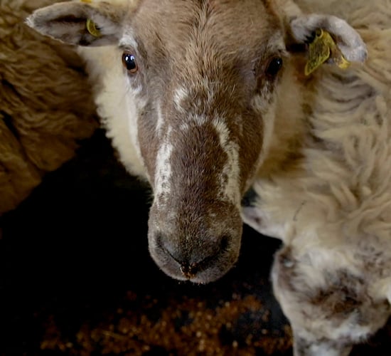 How to body condition score (BCS) ewes and the importance of it