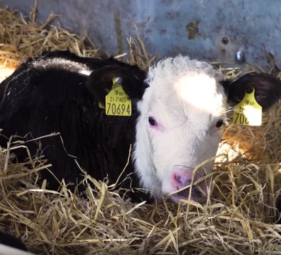 Video series: The complete guide to buying and rearing dairy-beef calves