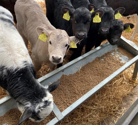 Video: Calf disease and how vaccination can play an important role against this