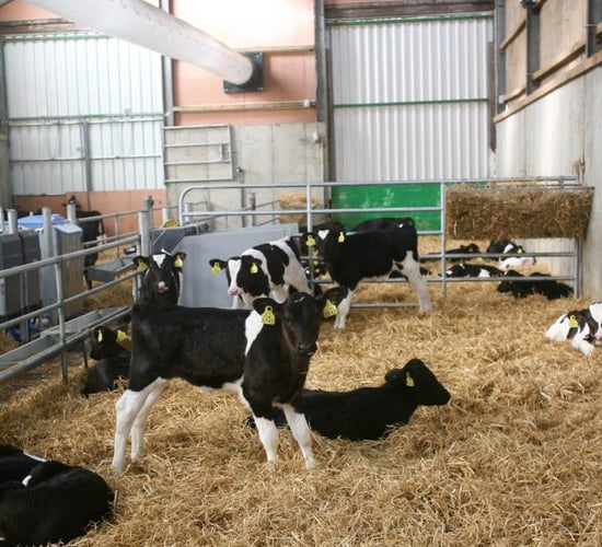 Calf Health Series: Dealing with scour in young calves