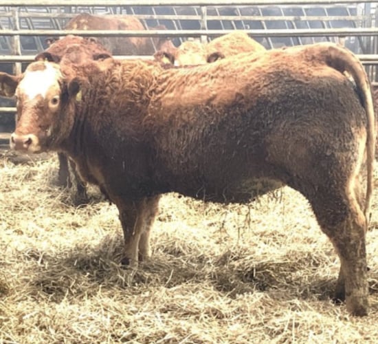 Reduction sale: 60 in-calf heifers and cows to go under hammer