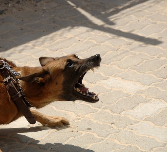 Council to act on dog control laws after meeting with sheep group