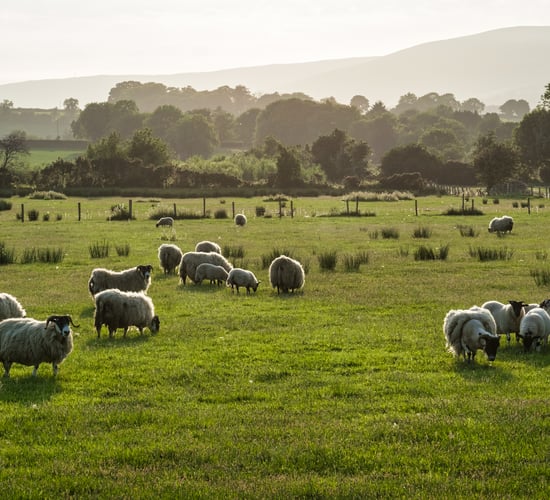 'Quarantine drench critical in light of ever-growing drench resistance'