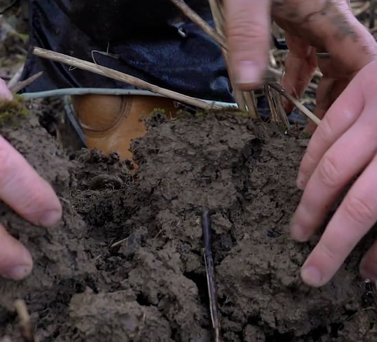 How to examine the soil beneath your cover crops