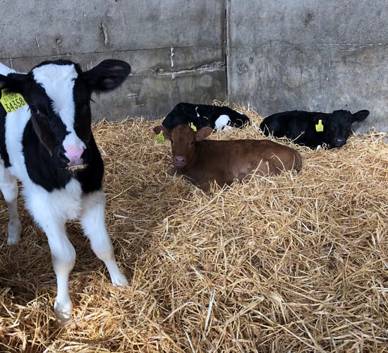 Calf registration numbers steadily increasing