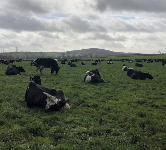 Grass growth: Grazing management is key after heavy rain