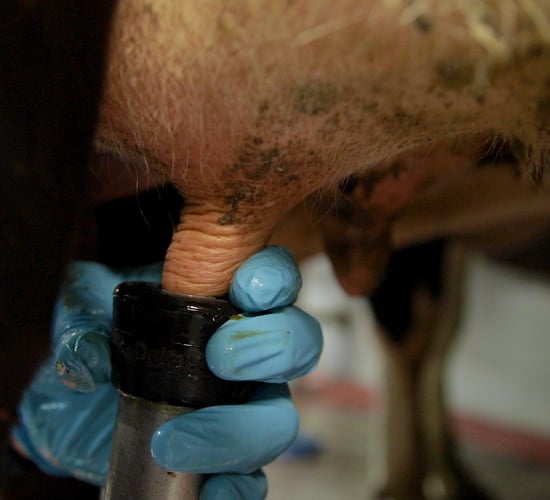 Milking routine: Are there areas to improve on?