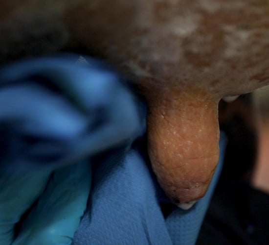 Dairy advice: Post-milking teat disinfectant