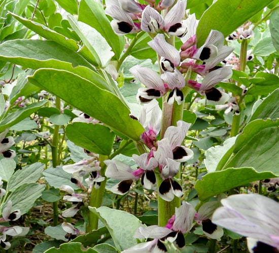 Spring bean harvest 2024 proves to be a challenge