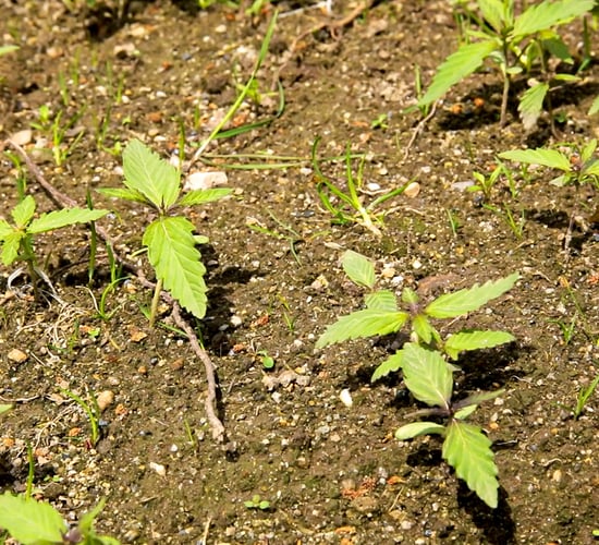 Hemp conference: How to grow and market the crop