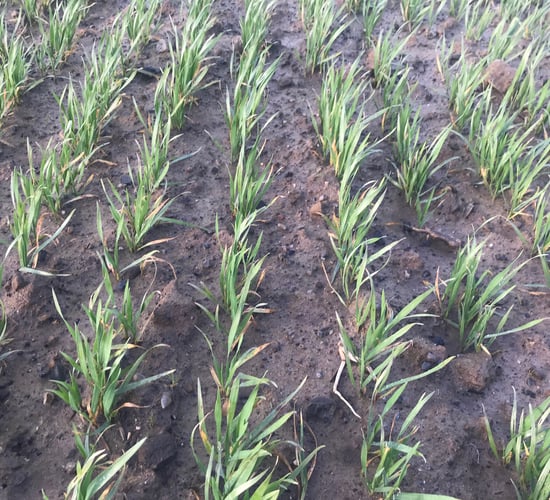 Trials: Strong autumn herbicide activity on volunteer oats