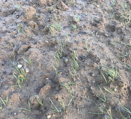 Replanting cereals...a last resort