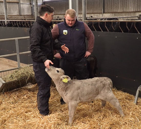 Video: How to examine the calf prior to purchase for dairy-beef systems