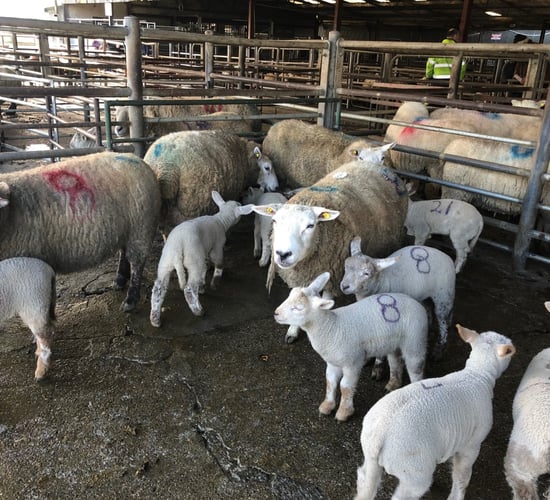 Sheep marts: Cast ewes make up to €160/head at Tullow Mart