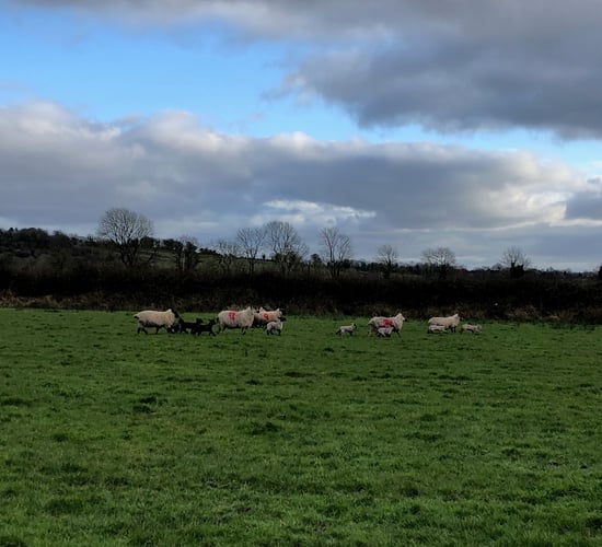 Time to take advantage of the good weather to get ewes and lambs out to grass