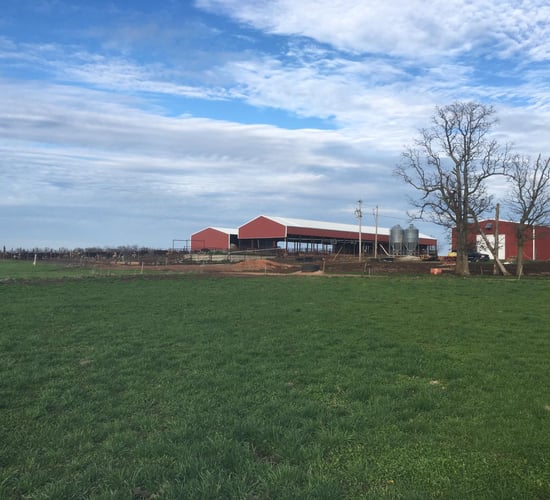 Dairy focus: Milking 300 Jersey-cross cows on a grass-based system in the US