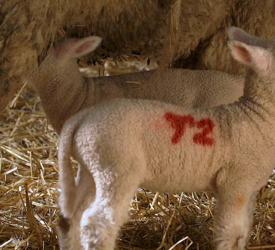 What are my options when it comes to managing surplus lambs?
