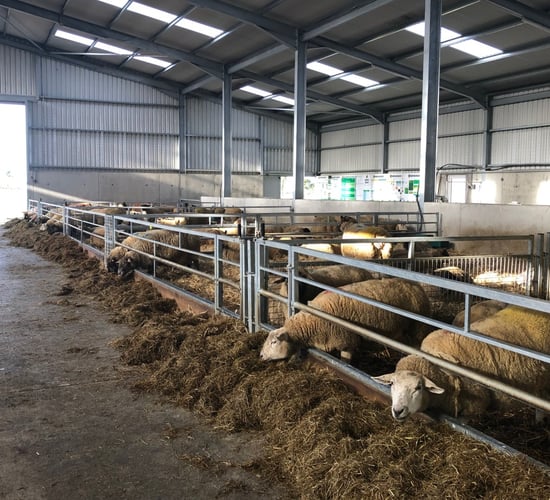 Ewe health issues: Getting to grips with mastitis this lambing season