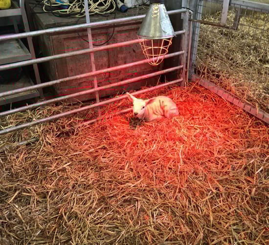 The ins and outs of artificially rearing surplus lambs