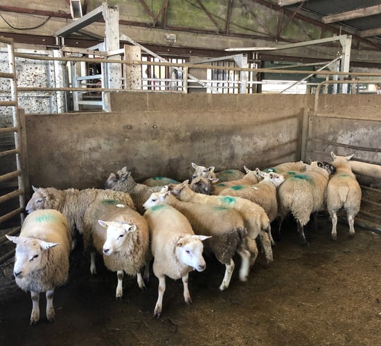 Sheep trade: Over 54,000 more hoggets processed compared to this time last year