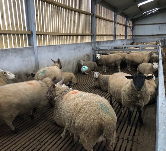 What can I do if my ewes are prolapsing?