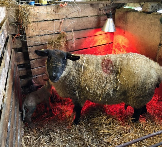 What lambing essentials do I need this spring?