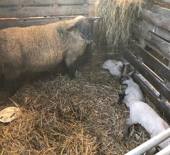 What can I do to avoid lambs getting navel/joint ill?