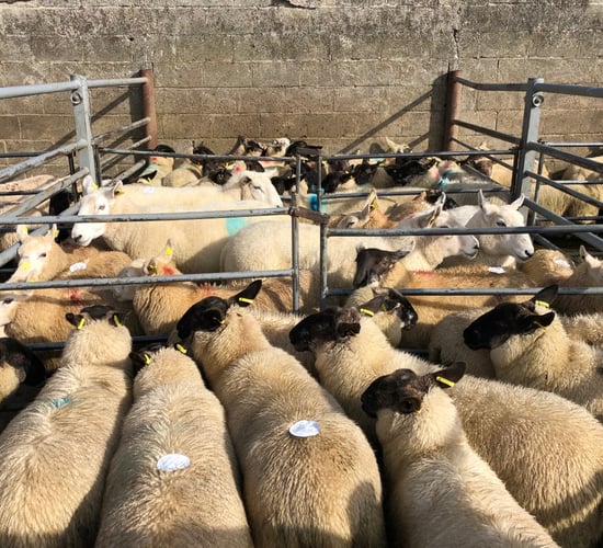 Sheep trade: Dirty sheep being presented to the factory becoming a problem