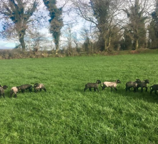 Sheep management: Grazing wet pastures can cause the onset of grass tetany in ewes