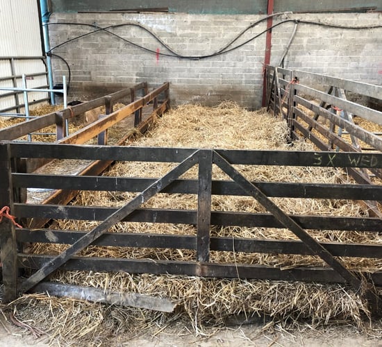 Have you calculated your floor and feed space for you ewes this lambing season?