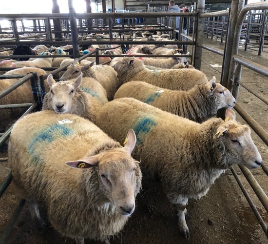 Pics: All you need to know about the Clean Livestock Policy for sheep
