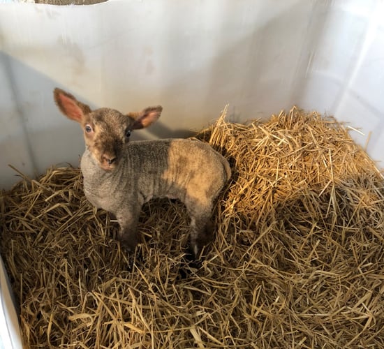 What are the dangers associated with buying in foster ewes and pet lambs?