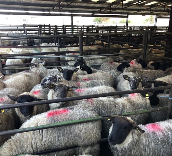 Sheep trade: Is a big logjam looming in sheep factories?