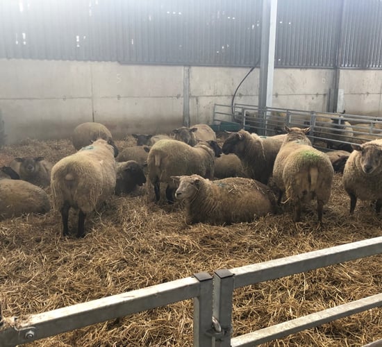 What can I do to avoid twin-lamb disease?