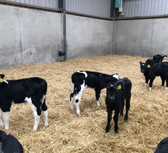 Survey: '75% of dairy farmers willing to contribute small fee towards a sexed-semen lab'