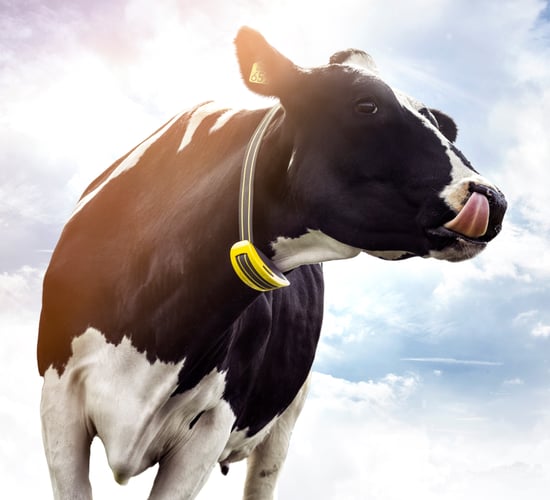 Have you considered a heat-detection system for breeding 2020?