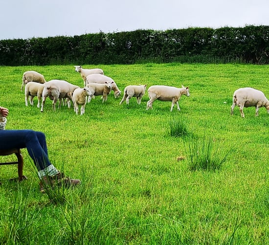 Farm and craft studio share daily scenes in bid to lift spirits