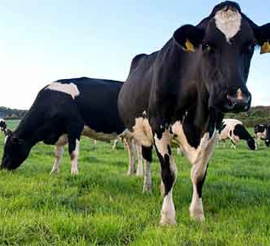 'Nutrition is key': Top tips to successful breeding on dairy farms