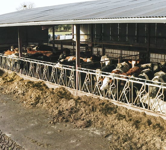 FARM SMART: Managing a suckler herd while on the road working as an AI technician