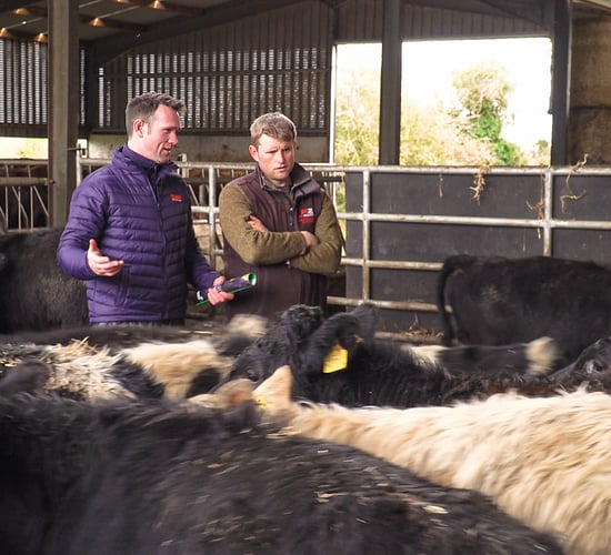 Why these Laois and Kilkenny-based farmers joined the Twenty20 Beef Club