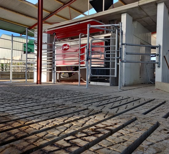 The initial stages of what a move to robotic milking looks like