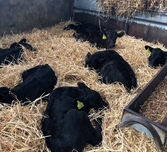 Total calf registrations break the 1 million head mark
