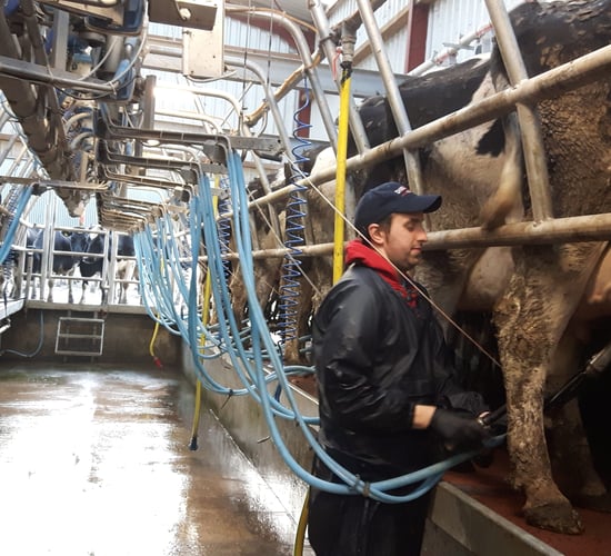 Co. Tipperary dairy herd sees 600L/cow milk yield boost with Rumen Proof