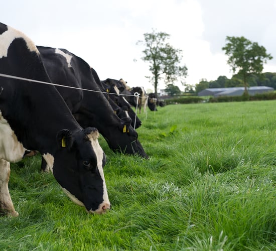 Video: Top tips for turnout to grass this spring…