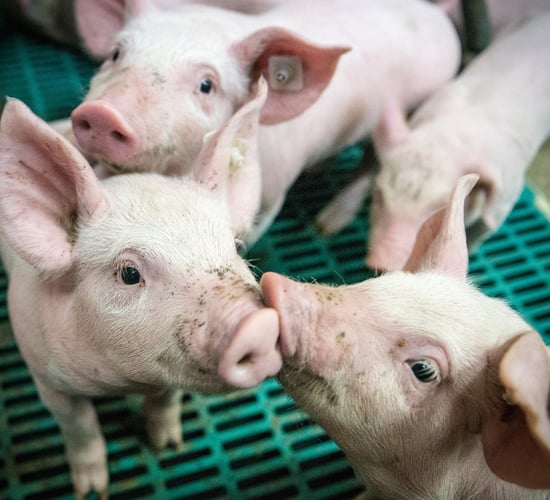 Ileitis: The hidden enemy affecting nearly every pig farm